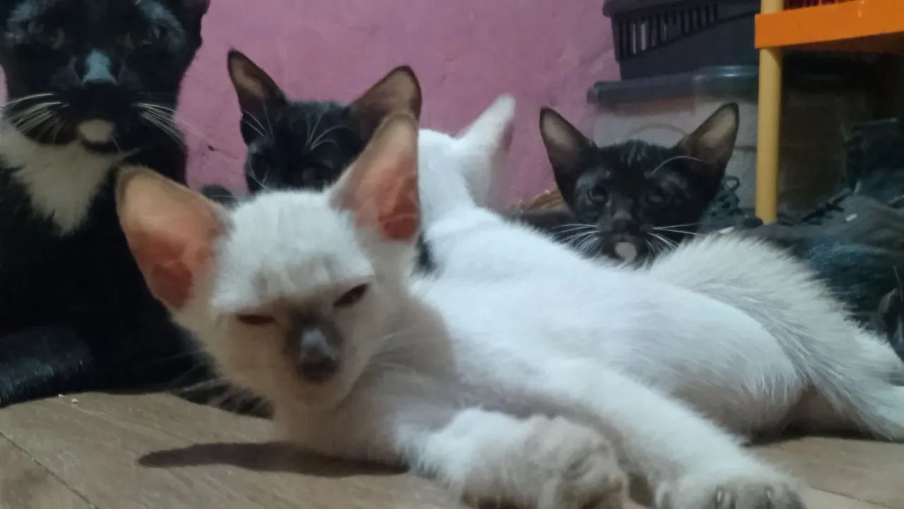 Doação de gato  - Foto 5