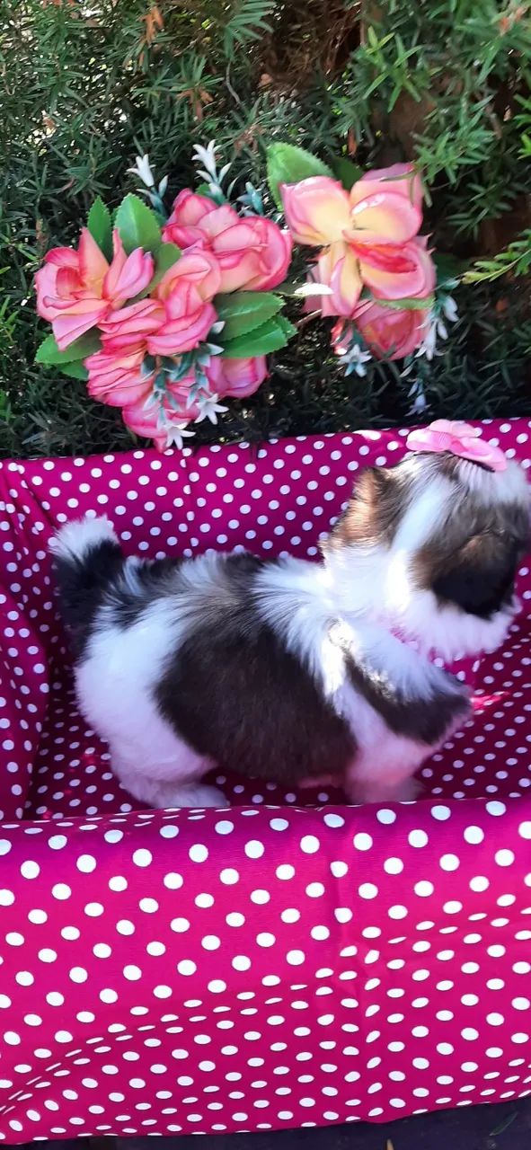 Princesa Shih-tzu  - Foto 5