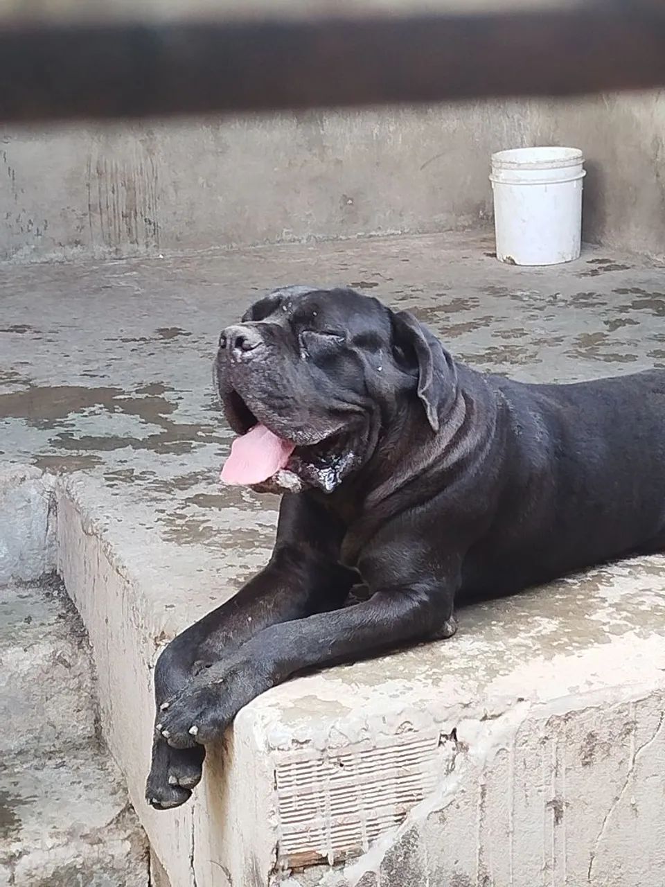 Fêmea de cane corso  - Foto 4