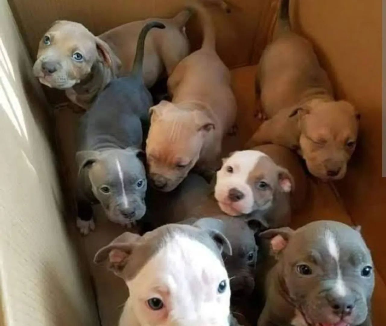 Pitbull pra doação 