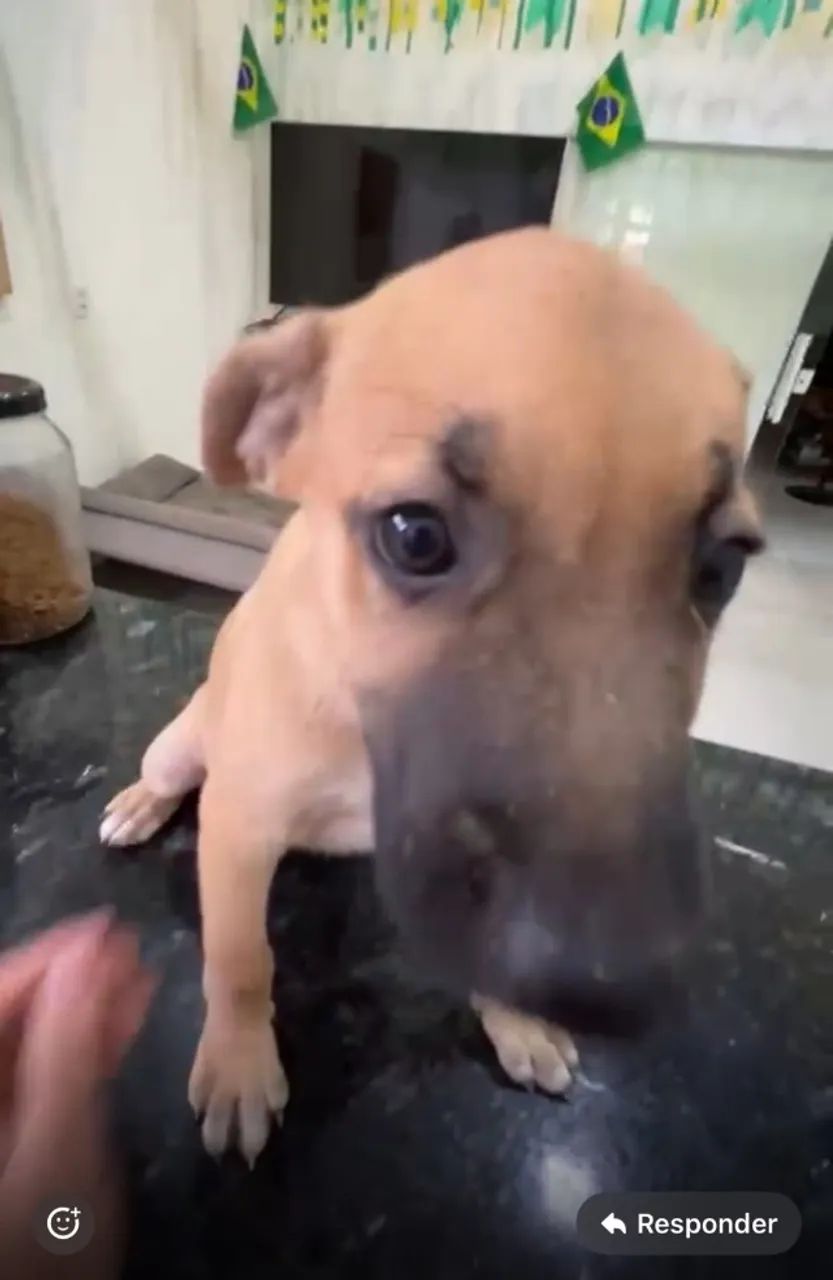 Doação de cachorrinha  - Foto 2