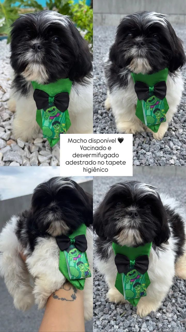 Shihtzu puro mini