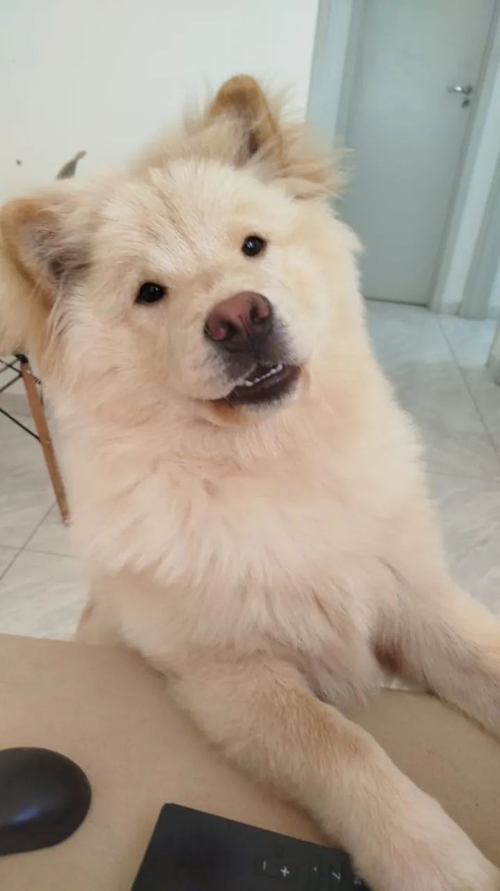 Cachorro  - Foto 3