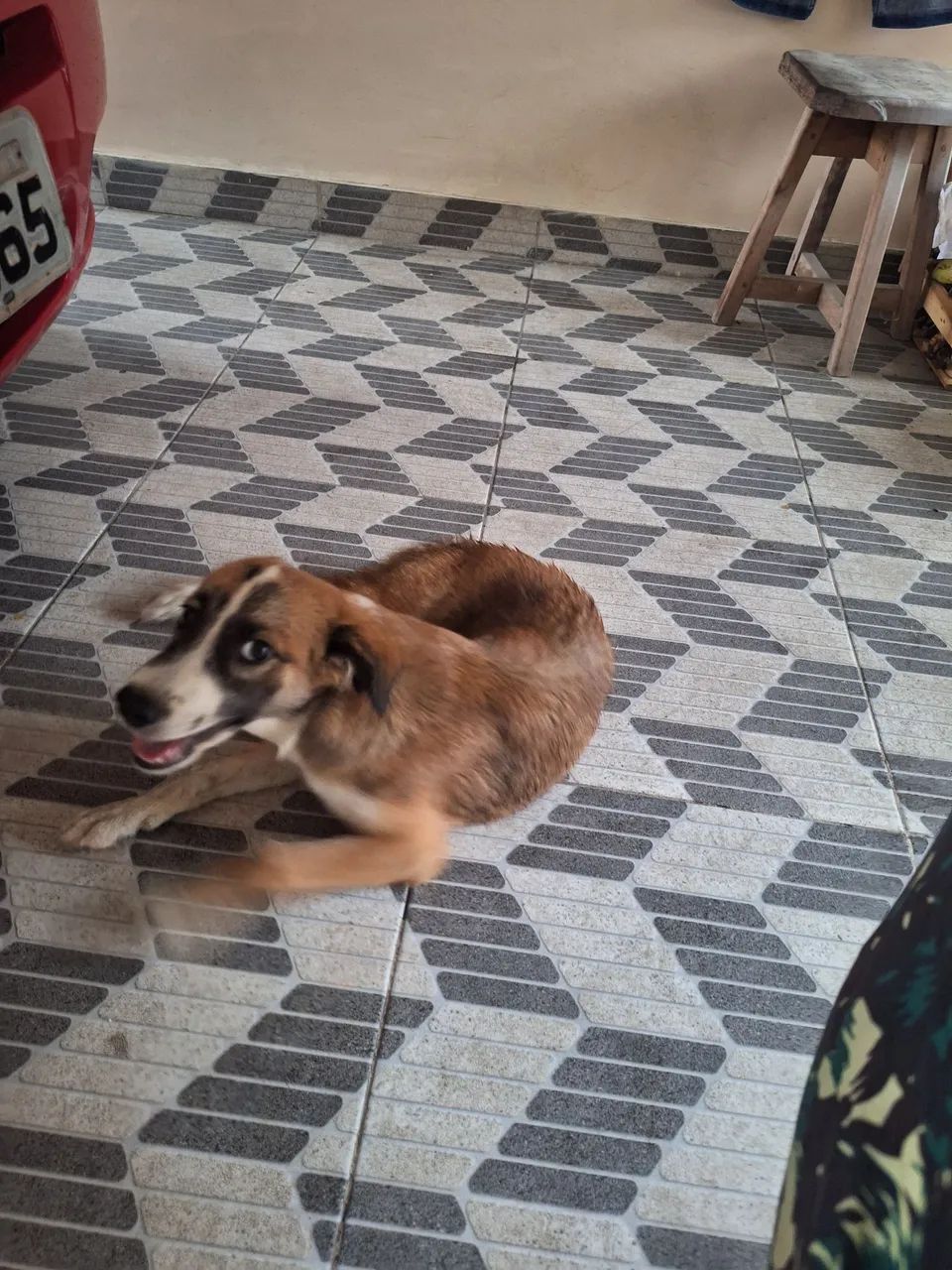 Doação de cachorra - Foto 4