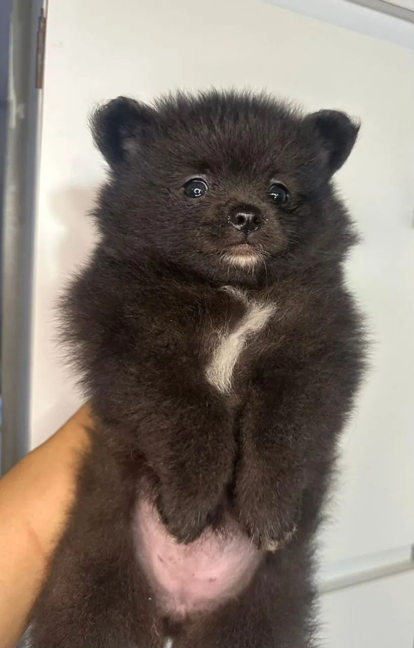 Lulu - Foto 2