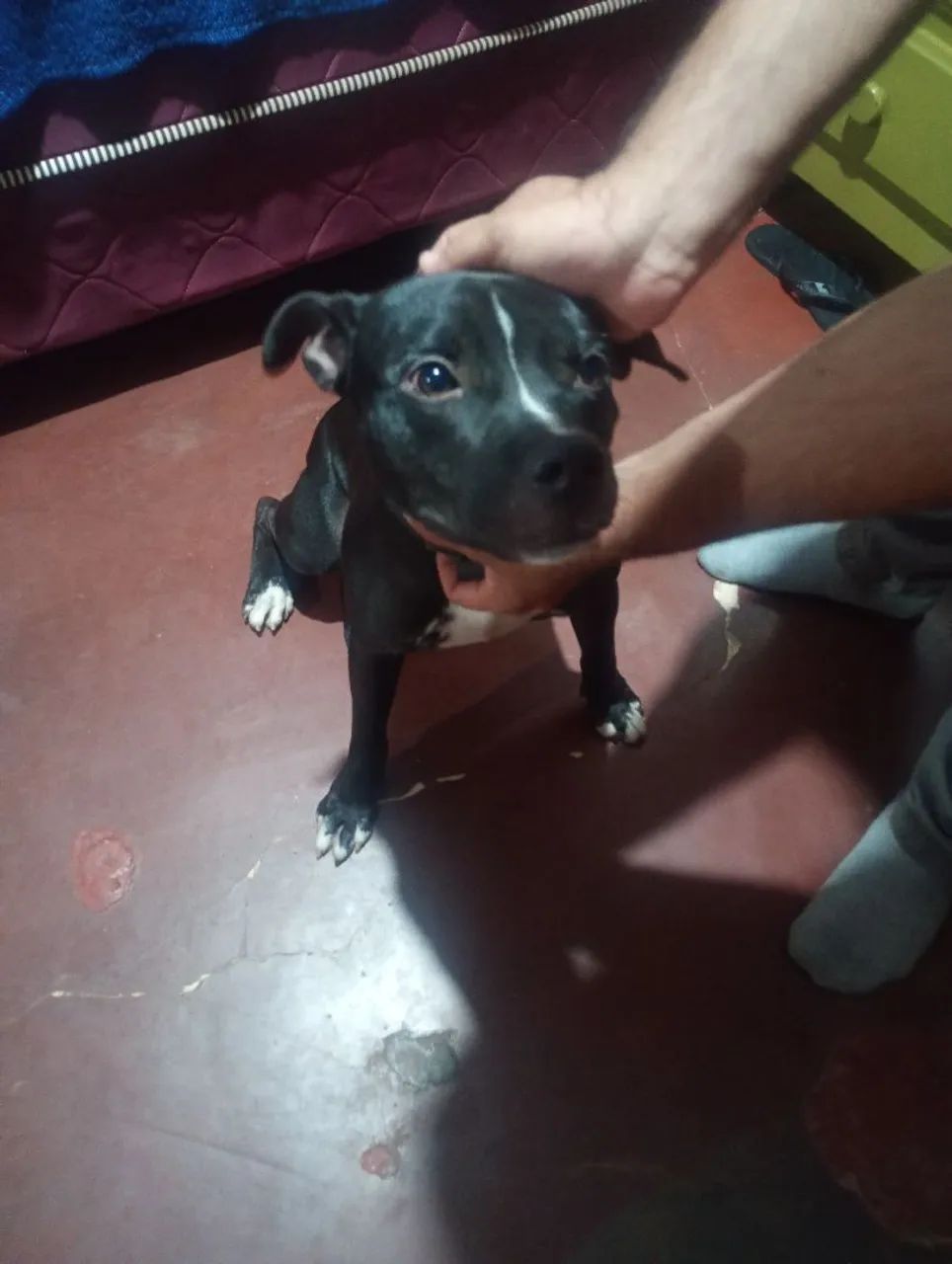 Pitbull - Foto 2