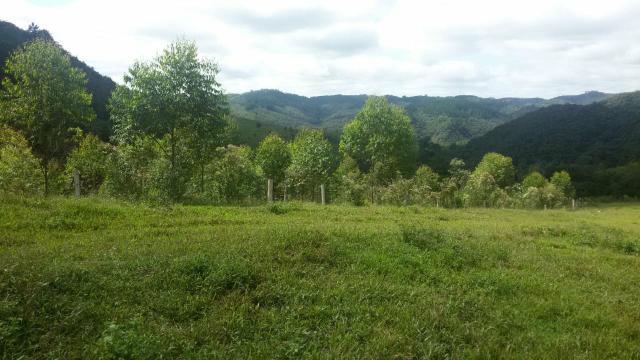Fazenda pasto formado - Foto 9