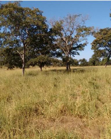 Fazenda 160 alqueires ( 774,4 hectares ) Pontal do Araguaia-MT \ Barra do Garça - Foto 9