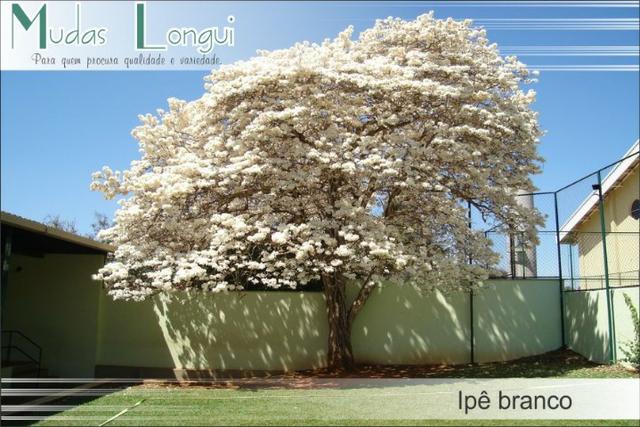 Mudas do ipe branco atrai abelhas e pássaros, principalmente o beija-flor - Foto 3