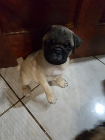 Vende se filhotes pug femea 1650 E Machinho 1200 - Foto 2