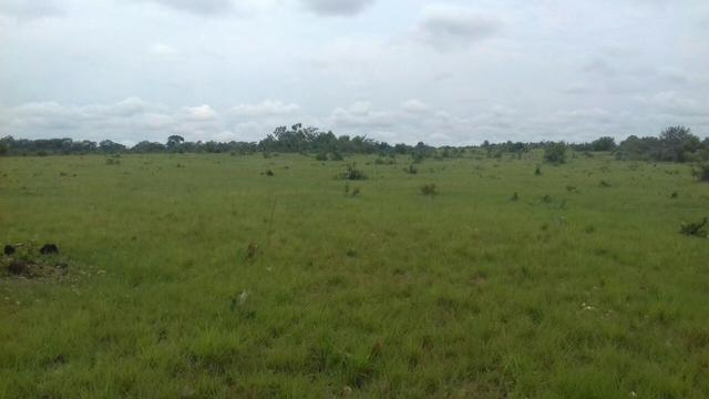 Fazenda Tocantins 1.626 ha gado pecuária soja Couto de Magalhães prox. Guaraí Palmas - Foto 4