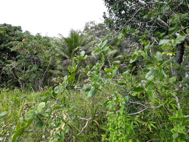 Sítio em Itacaré - Bahia - Foto 6