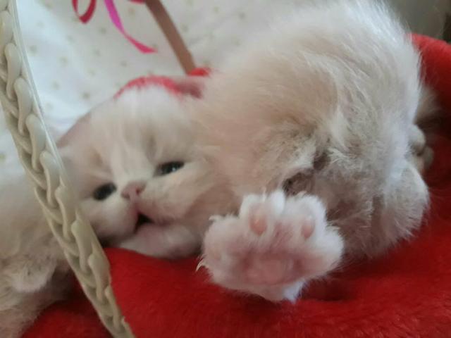 Gatinhos Persas Filhotes EM 10X - Foto 2