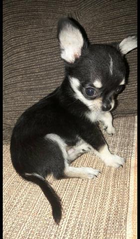 Chihuahua - Foto 3