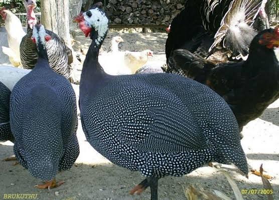 Capote (Galinha da Angola)