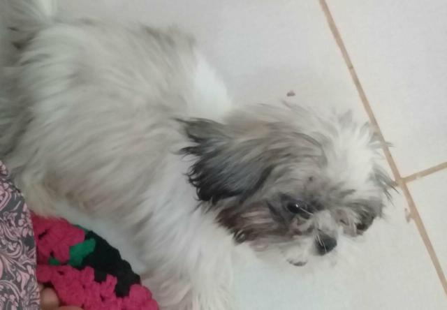 Shith Tzu - Foto 2