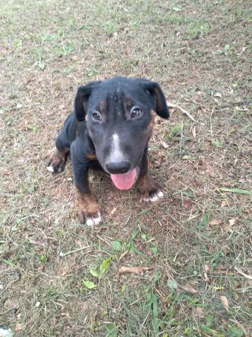 Filhote de bull terrier inglês tricolor vacinado e vermifugado - Foto 2