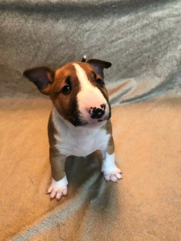 Bull Terrier Inglês * - Foto 2