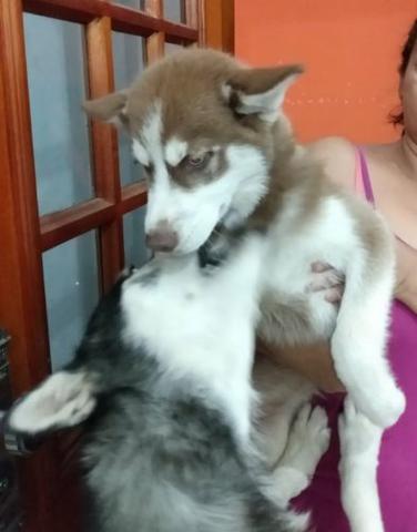 Fêmea MARROM de Husky Siberiano
