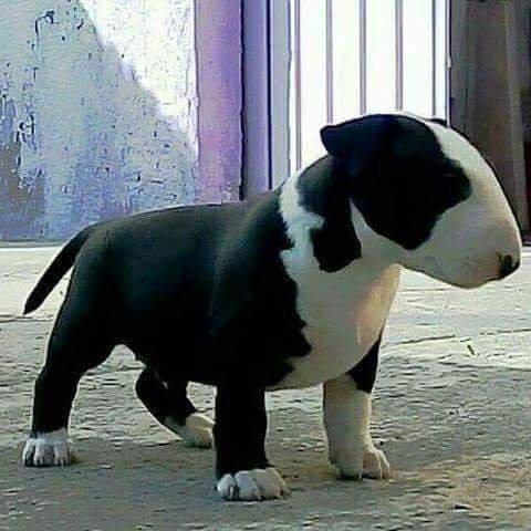 Bull Terrier Miniatura machinhos