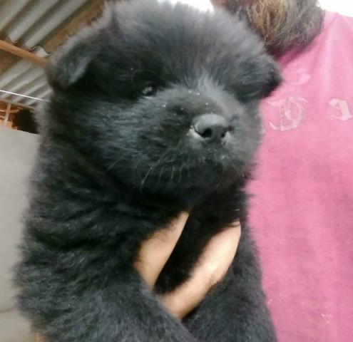 Chow-Chow - Foto 5