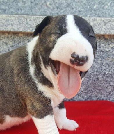 Bull Terrier Inglês, somos a unica rede com clinicas veterinarias, what's (11) 3862-3206 - Foto 2