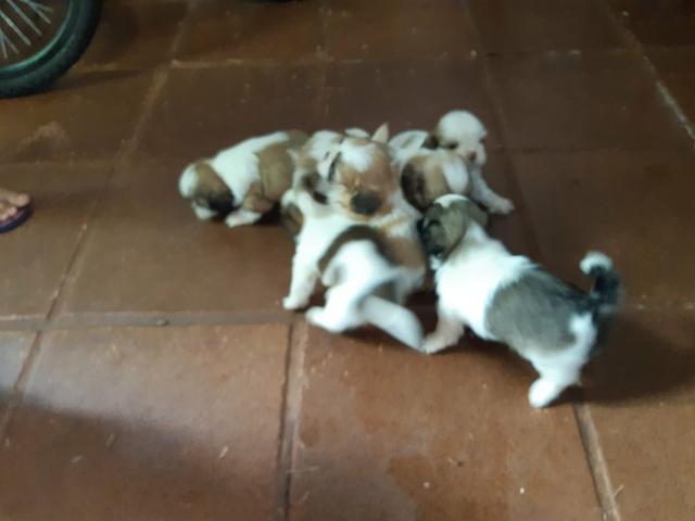 Vendo Filhotes de Shih Tzu - Foto 2