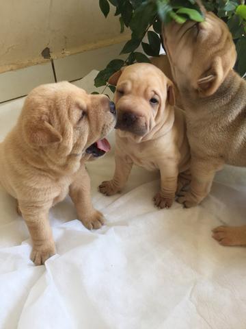 Sharpei - Foto 4