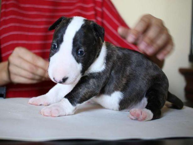 Bull Terrier Inglês vacinados e vermifugados com garantia total de saúde em contrato