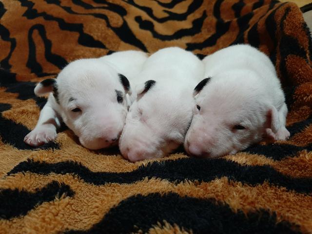 Bull terrier Standard - Foto 2