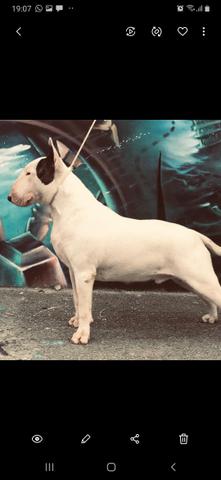 Bull terrier Standard - Foto 6
