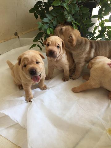 Sharpei - Foto 2