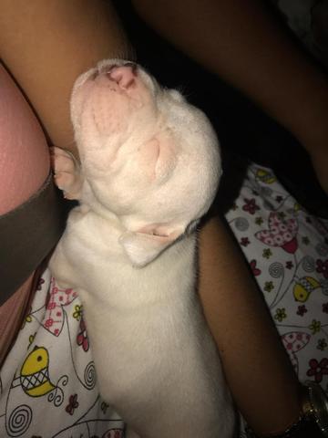 Filhotes de pit Bull