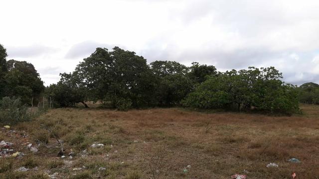 Meia tarefa de terra na asa branca ! - Foto 5