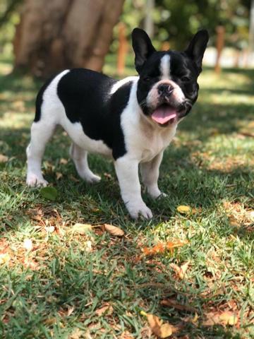 Bulldog francês