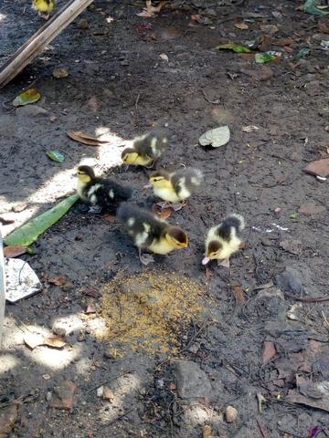 Vende-se Patinhos