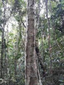 Sitio em Toca da onça,Lumiar,Nova Friburgo - Foto 10