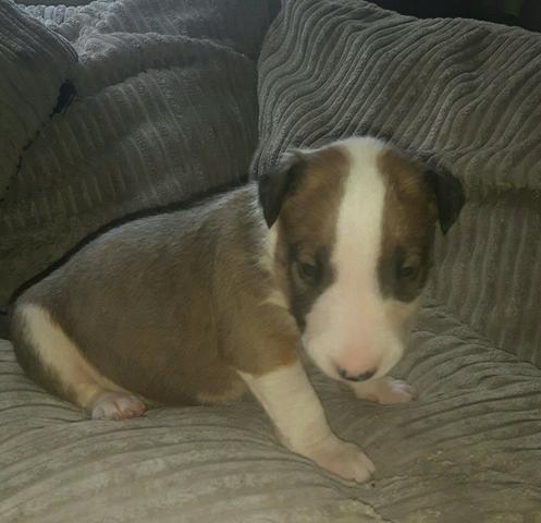 Bull Terrier Inglês * - Foto 5