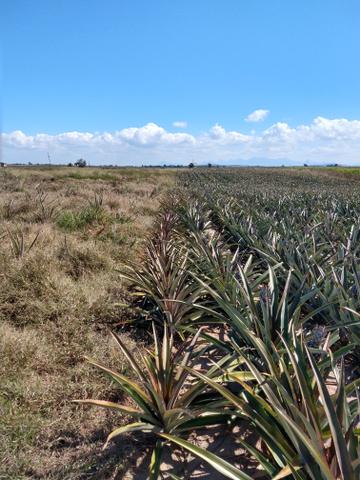 Venda de 3 alqueires de terra