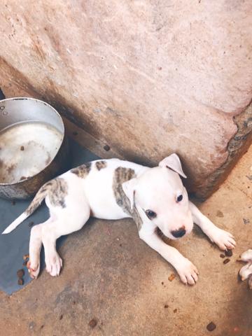 Filhotes de American pitbull terrier - Foto 4
