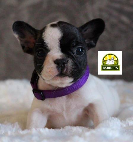 Filhote de buldog francês - Foto 3