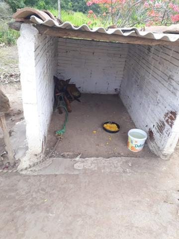 Vende-se um sítio em bom jardim - Foto 7