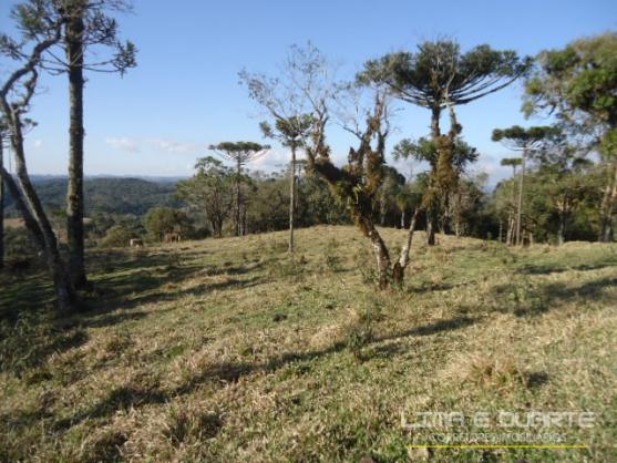 Chácara à venda com 0 dormitórios em Serra alta, São bento do sul cod:194CH - Foto 2