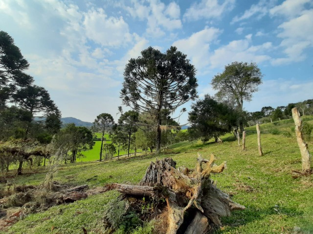 Sítio com Linda Vista em Rio Rufino - Foto 11