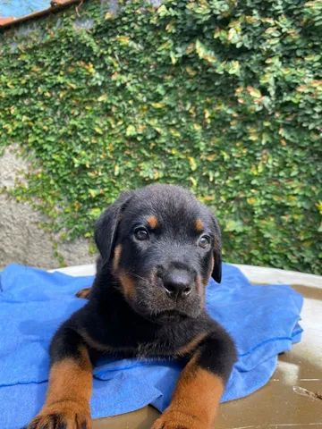 Rottweiler Filhote  - Foto 2