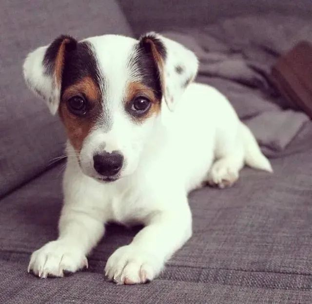 Terrier jack russell sales olx