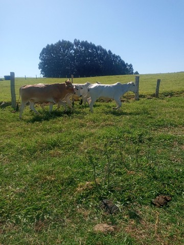 Vende-se lote de gado 