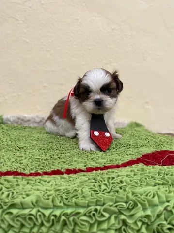 Filhotes de Shih tzu Lhasa - Cachorros e acessórios - Muribeca