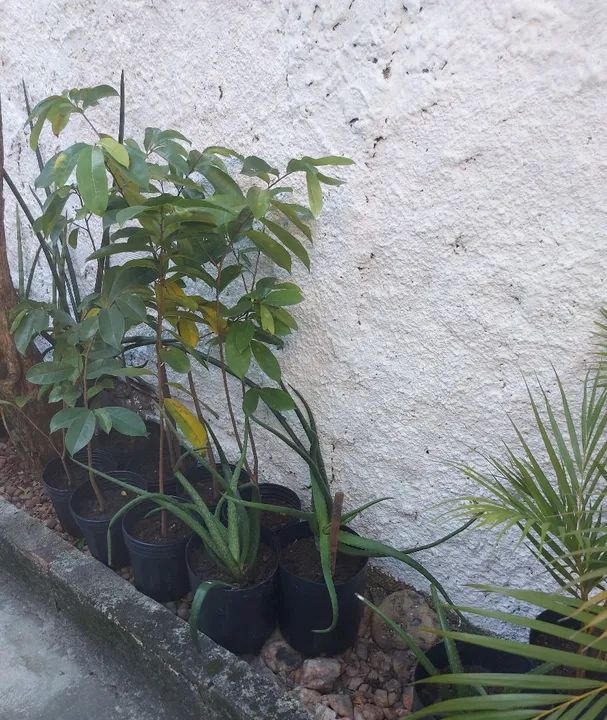 Mudas de plantas no vaso, mudas de orquídea pingo de ouro - leia a descrição  - Foto 4