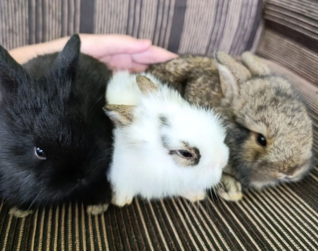 Vende-se mini coelhos - Foto 4